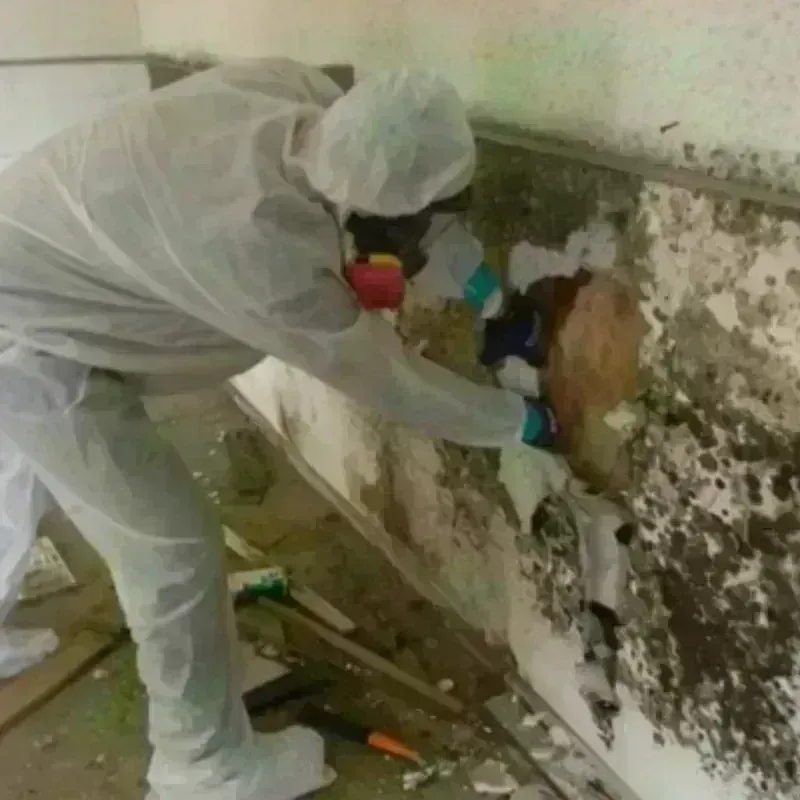 Mold Remediation and Removal in Chapel Hill, TN